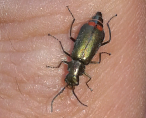 Malachiidae: Malachius australis, femmina